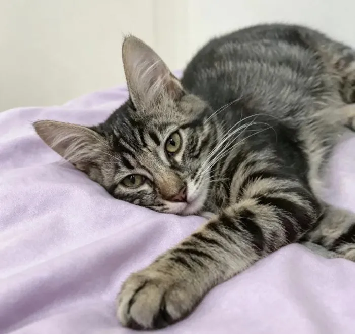 Gato raça SRD-ViraLata idade 2 a 6 meses nome PITTY