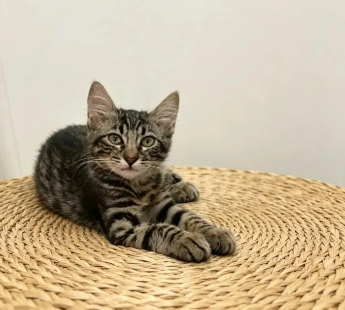 Gato raça SRD-ViraLata idade 2 a 6 meses nome PITTY