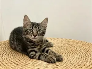 Gato raça SRD-ViraLata idade 2 a 6 meses nome PITTY