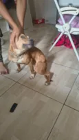 Nala