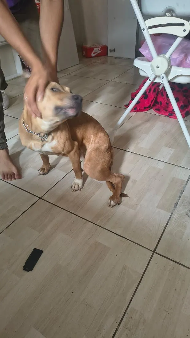 Cachorro raça Pit-Bull idade 7 a 11 meses nome Nala