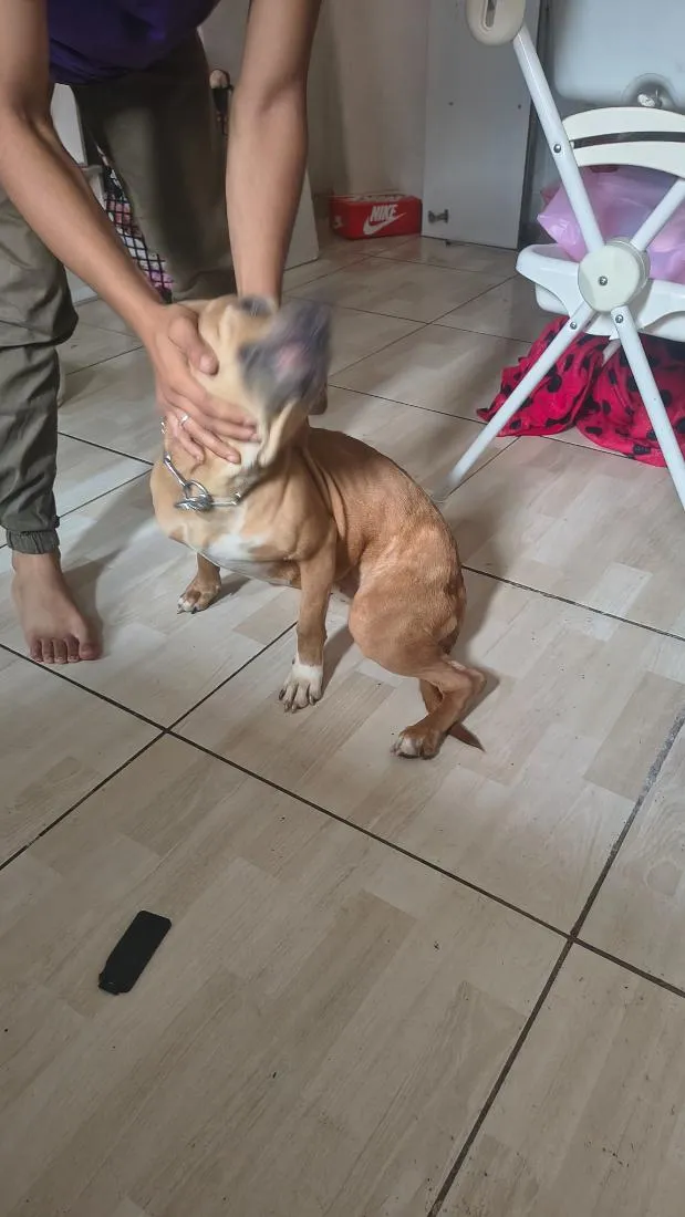 Cachorro raça Pit-Bull idade 7 a 11 meses nome Nala
