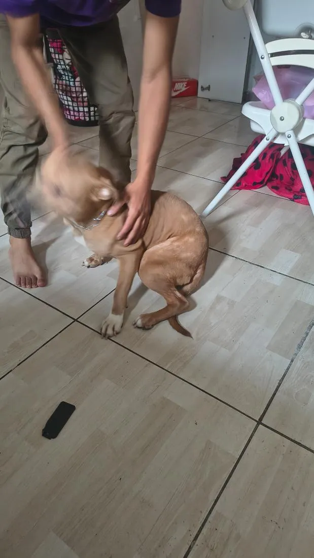 Cachorro raça Pit-Bull idade 7 a 11 meses nome Nala