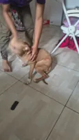 Nala