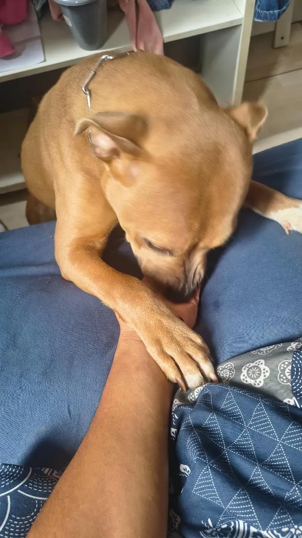 Cachorro raça Pit-Bull idade 7 a 11 meses nome Nala
