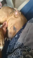 Nala
