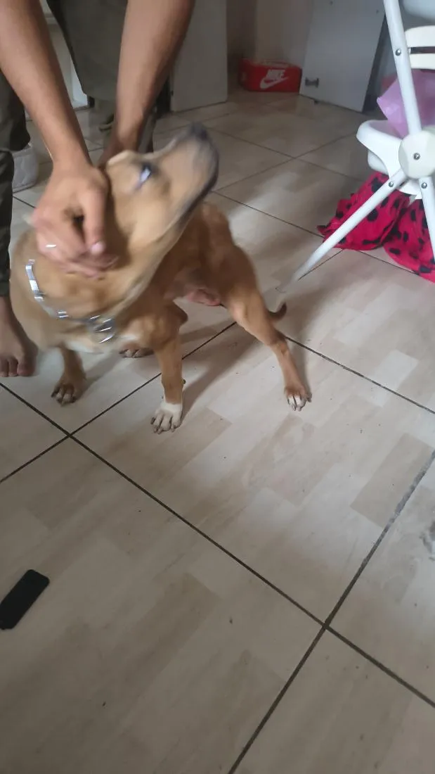 Cachorro raça Pit-Bull idade 7 a 11 meses nome Nala