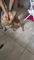 Nala