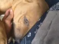 Nala