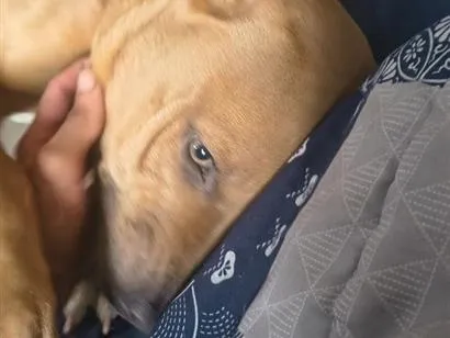 Cachorro raça Pit-Bull idade 7 a 11 meses nome Nala