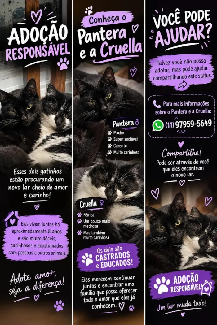 Gato raça SRD-ViraLata idade 6 ou mais anos nome Pantera e Cruella