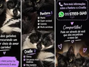 Gato raça SRD-ViraLata idade 6 ou mais anos nome Pantera e Cruella
