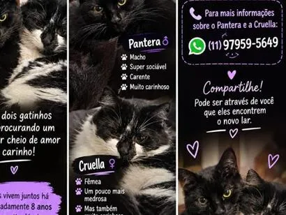 Gato raça SRD-ViraLata idade 6 ou mais anos nome Pantera e Cruella