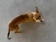 PIPOCA