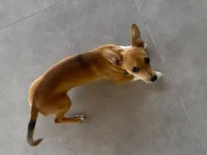 Cachorro raça SRD-ViraLata idade 2 a 6 meses nome PIPOCA
