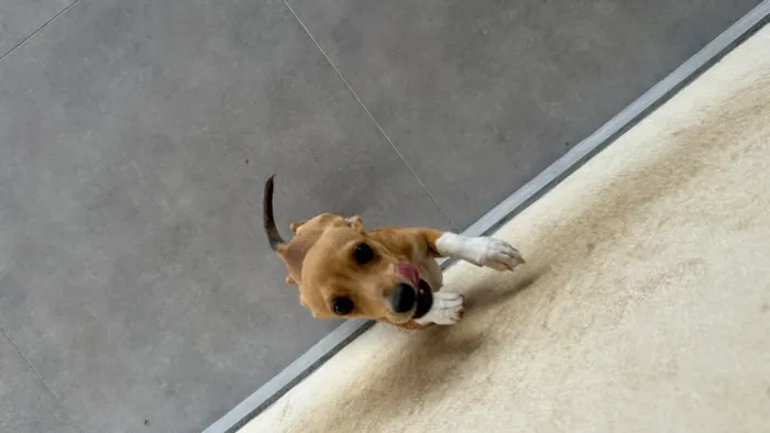 Cachorro raça SRD-ViraLata idade 2 a 6 meses nome PIPOCA