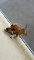 PIPOCA