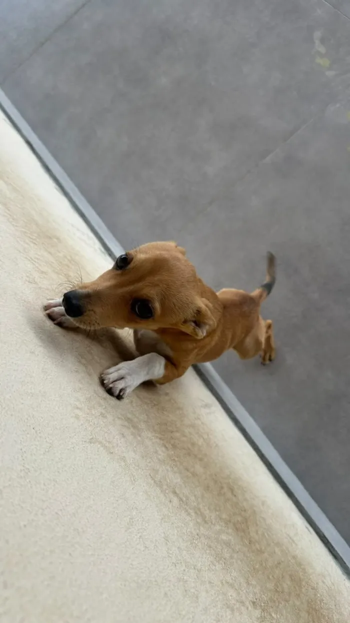 Cachorro raça SRD-ViraLata idade 2 a 6 meses nome PIPOCA