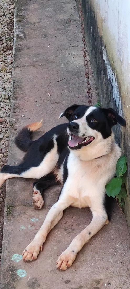 Cachorro raça SRD-ViraLata idade 1 ano nome Bruce