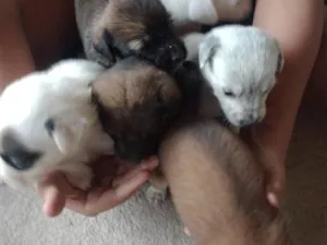 Cachorro raça SRD-ViraLata idade Abaixo de 2 meses nome sem nome ainda