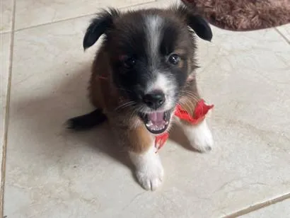 Cachorro raça SRD-ViraLata idade 2 a 6 meses nome Zara 