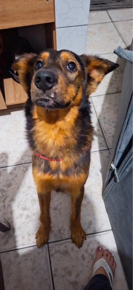 Cachorro raça SRD-ViraLata idade 2 anos nome Shelby