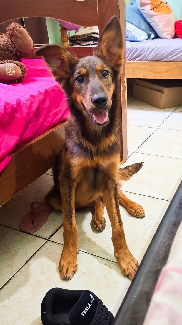 Cachorro raça SRD-ViraLata idade 2 anos nome Shelby