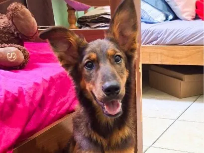Cachorro raça SRD-ViraLata idade 2 anos nome Shelby