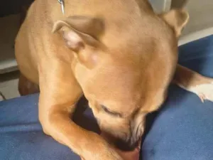 Cachorro raça Pit-Bull idade 7 a 11 meses nome Nala