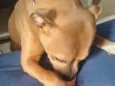 Nala