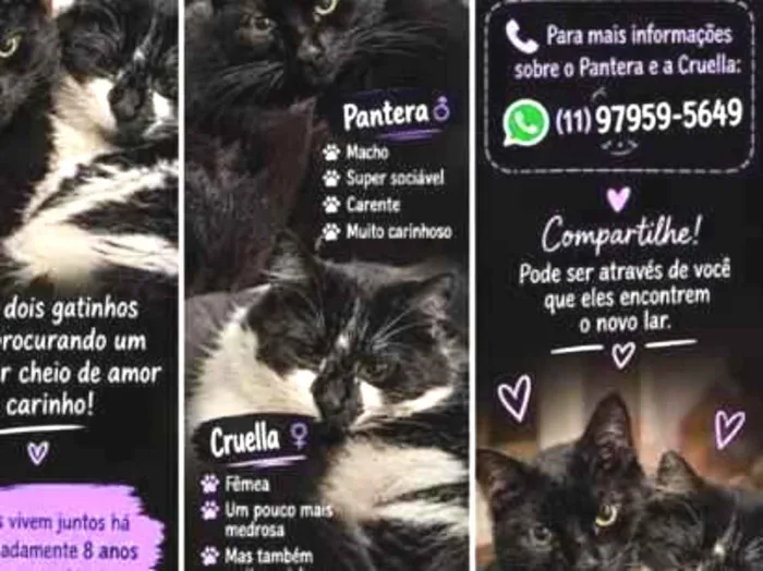 Gato raça SRD-ViraLata idade 6 ou mais anos nome Pantera e Cruella