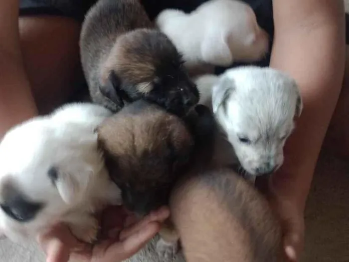 Cachorro raça SRD-ViraLata idade Abaixo de 2 meses nome sem nome ainda