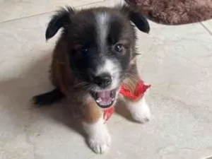 Cachorro raça SRD-ViraLata idade 2 a 6 meses nome Zara 