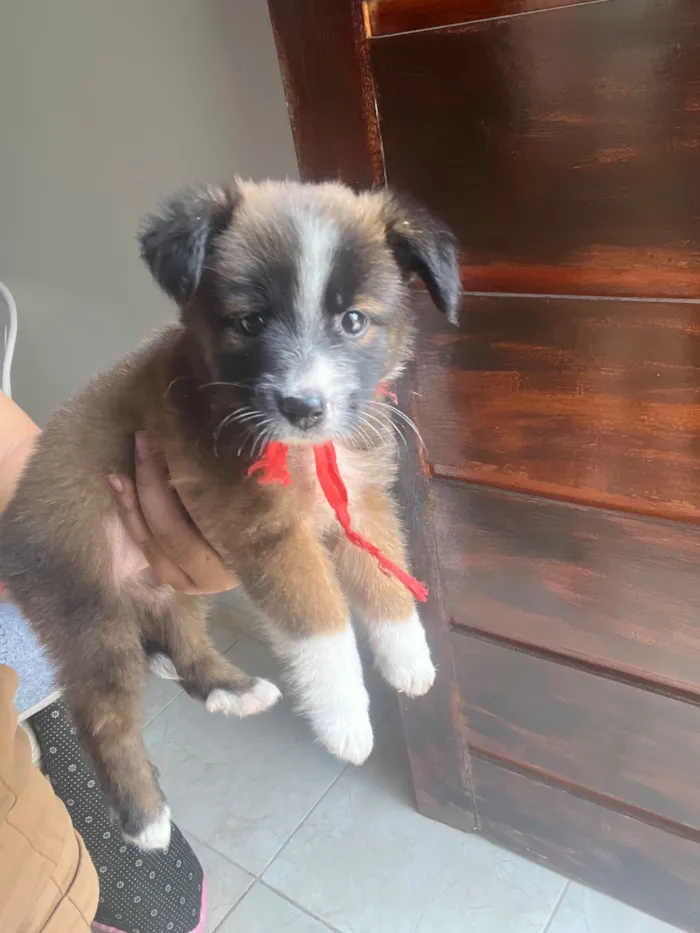 Cachorro raça SRD-ViraLata idade 2 a 6 meses nome Zara 