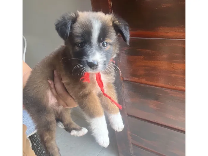 Cachorro raça SRD-ViraLata idade 2 a 6 meses nome Zara 