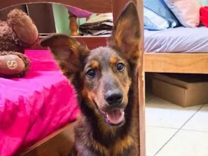 Cachorro raça SRD-ViraLata idade 2 anos nome Shelby