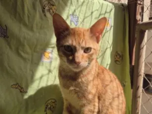 Gato raça SRD-ViraLata idade 2 anos nome Maxsuel