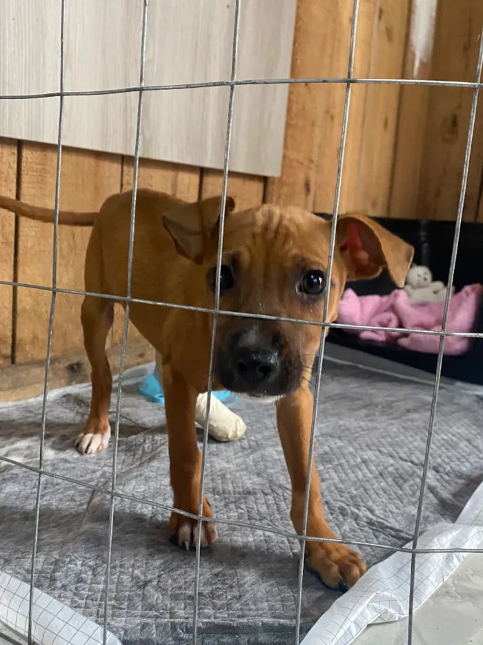 Cachorro raça SRD-ViraLata idade 2 a 6 meses nome Ozzy