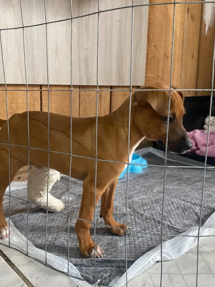Cachorro raça SRD-ViraLata idade 2 a 6 meses nome Ozzy