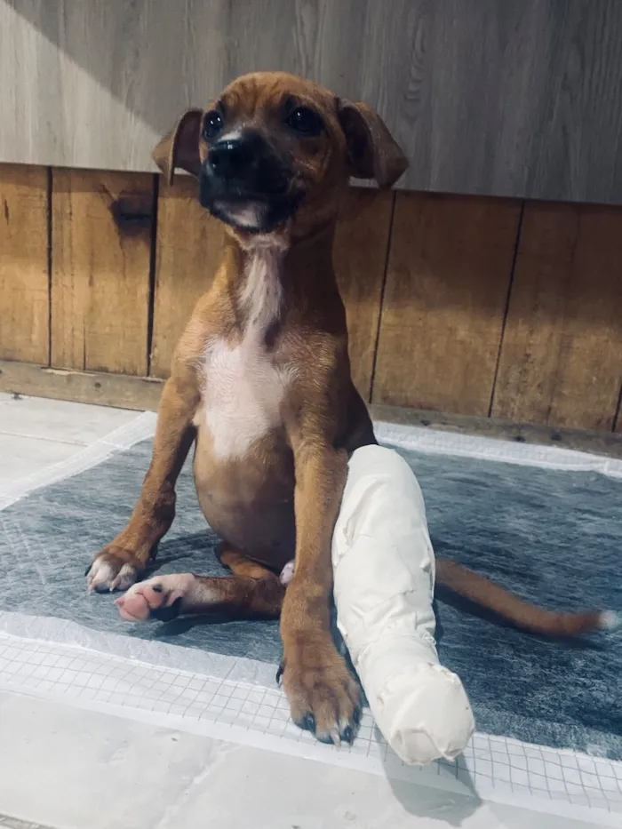 Cachorro raça SRD-ViraLata idade 2 a 6 meses nome Ozzy