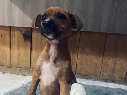Cachorro raça SRD-ViraLata idade 2 a 6 meses nome Ozzy