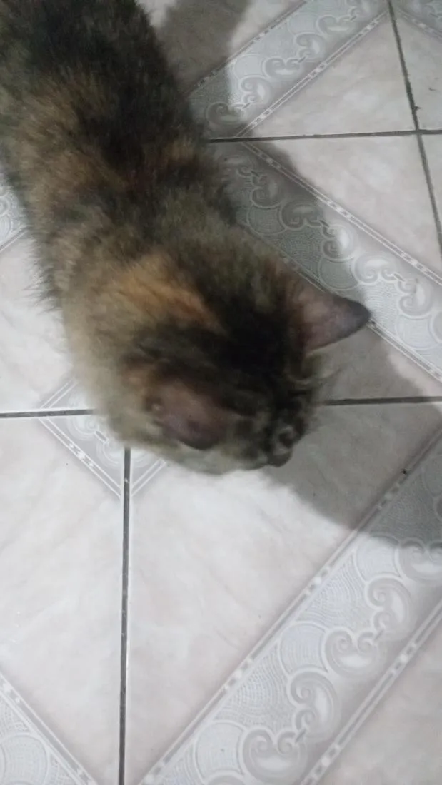 Gato raça SRD-ViraLata idade 6 ou mais anos nome não tem nome pois é gato de rua estou chamando de Júlia