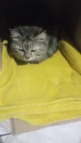 não tem nome pois é gato de rua estou chamando de Júlia