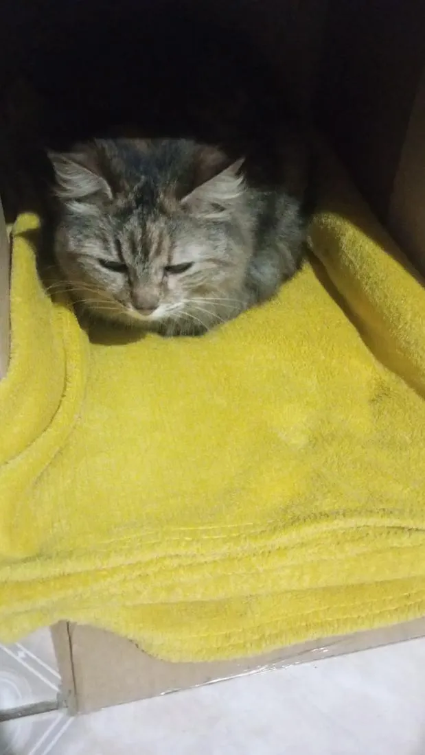 Gato raça SRD-ViraLata idade 6 ou mais anos nome não tem nome pois é gato de rua estou chamando de Júlia