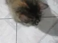 não tem nome pois é gato de rua estou chamando de Júlia