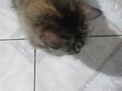 Gato raça SRD-ViraLata idade 6 ou mais anos nome não tem nome pois é gato de rua estou chamando de Júlia