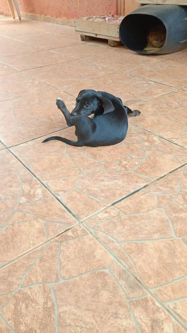 Cachorro raça SRD-ViraLata idade 2 a 6 meses nome Britiney 