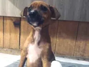 Cachorro raça SRD-ViraLata idade 2 a 6 meses nome Ozzy