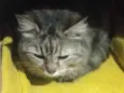 não tem nome pois é gato de rua estou chamando de Júlia