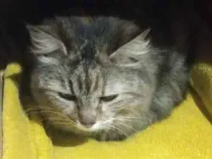 Gato raça SRD-ViraLata idade 6 ou mais anos nome não tem nome pois é gato de rua estou chamando de Júlia
